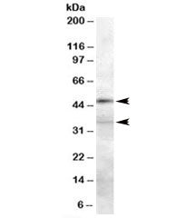 Western blot testing of 293 lysate with PLAU antibody at 0.3ug/ml. Predicted molecular weight: ~48/3