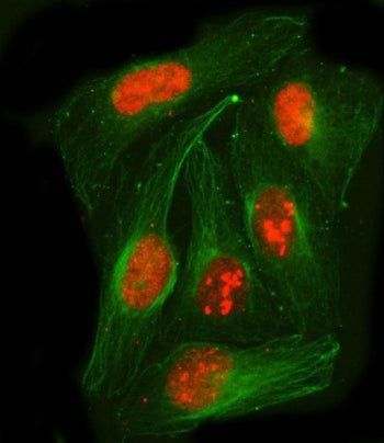 Immunofluorescent staining of FFPE human U-2 OS cells with Paraspeckle component 1 antibody (red) an