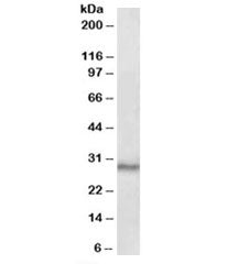 Western blot testing of mouse testis lysate with CTDSP1 antibody at 0.1ug/ml. Predicted molecular we