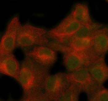 Immunofluorescent staining of SECISBP2 using anti-SECISBP2 antibody (green) and anti-Beta Tubulin an
