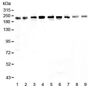 Western blot testing of human 1) HeLa, 2) placenta, 3) MCF7, 4) A549, 5) A431, 6) SGC-7901, 7) 22RV1