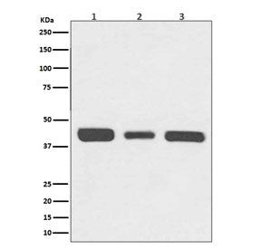 Western blot testing of 1) human HeLa, 2) mouse NIH3T3 and 3) rat PC-12 cell lysate with RPSA antibo