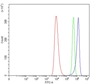 TPPP Antibody / Tubulin polymerization-promoting protein