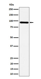 Western blot analysis of TNS4 expression in human HepG2 cell lysate using TNS4 antibody. A predomina