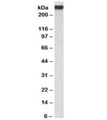 Filamin A Antibody