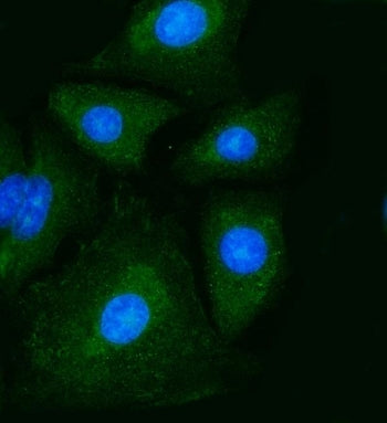 Immunofluorescent staining of FFPE human A549 cells with Pyruvate Kinase antibody (green) and DAPI n