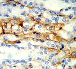 MFN2 Antibody
