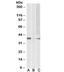 MYF6 Antibody