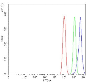 YY1 Antibody