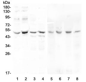 KCNN4 Antibody