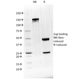 SDS-PAGE analysis of purified, BSA-free BTLA antibody (clone BTLA/1528) as confirmation of integrity