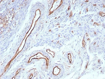 CD31 Antibody / PECAM-1