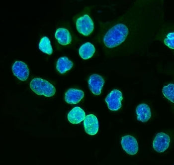 Immunofluorescent staining of FFPE human A431 cells with Lamin A antibody (green) and DAPI nuclear s