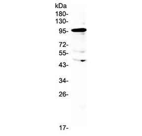 Western blot testing of human placental lysate with AMOTL2 antibody at 0.5ug/ml. Predicted molecular