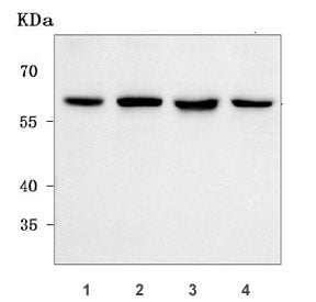Nucleoporin 54 Antibody / NUP54