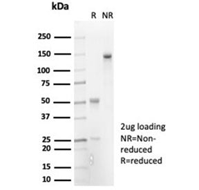 IL-7 Antibody