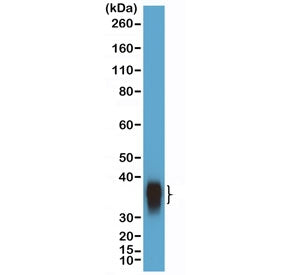 Western blot testing of human Daudi cell lysate with recombinant BOB-1 antibody at 1:10,000 dilution
