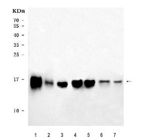 COX5B Antibody / Cytochrome c oxidase subunit 5B