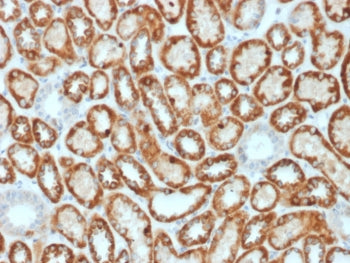 Occludin Antibody