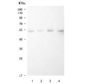 LOX-1 Antibody