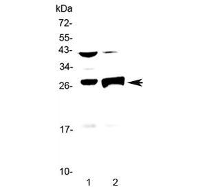 Western blot testing of mouse 1) thymus and 2) liver lysate with Granzyme B antibody at 0.5ug/ml. Pr
