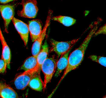 Immunofluorescent staining of IMMP2L using anti-IMMP2L antibody (green) and anti-Beta Tubulin antibo