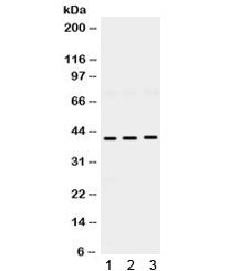 HuD Antibody / ELAVL4