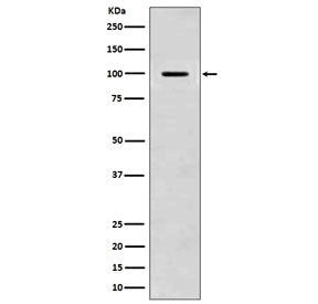 Western blot testing of mouse brain lysate with APP antibody. Predicted molecular weight 79~120 kDa 