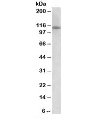 Western blot testing of human cerebellum lysate with GRIN3B antibody at 0.5ug/ml. Predicted molecula