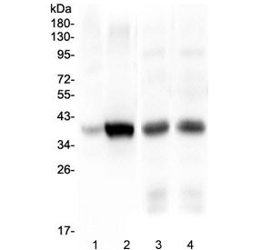 Western blot testing of 1) human HepG2, 2) human Caco-2, 3) rat liver and 4) mouse liver lysate with