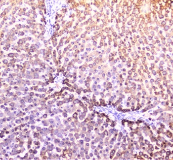 IHC staining of FFPE rat liver with PON1 antibody at 2ug/ml. HIER: boil tissue sections in pH6, 10mM