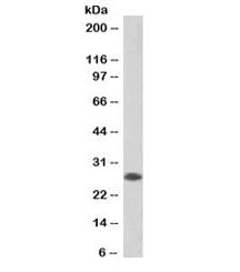 Western blot testing of human tonsil lysate with biotinylated APRIL antibody at 0.2ug/ml. Predicted 