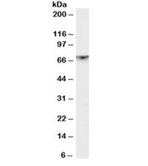 PAK1 Antibody