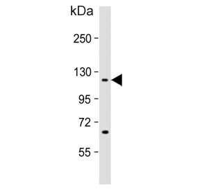 IPO7 Antibody / Importin 7