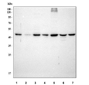 Western blot testing of 1) human HeLa, 2) human Jurkat, 3) human K562, 4) rat brain, 5) rat PC-12, 6