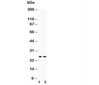 TNF-a Antibody