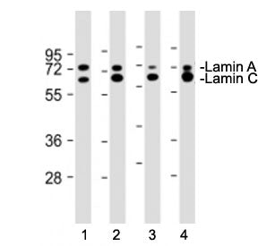 Western blot testing of Lamin A/C antibody at 1:4000: Lane 1) human HeLa, 2) rat C6, 3) mouse L929 a