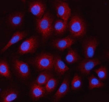 Immunofluorescent staining of FFPE human A549 cells with ILPIP antibody (red) and DAPI nuclear stain