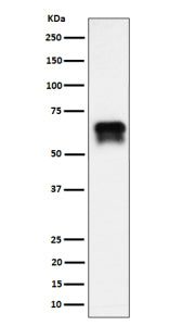 Western blot analysis of PCTAIRE1/CDK16 expression in BxPC-3 cell lysate using CDK16 antibody. CDK16 (~56 kDa predicted) was detected as a doublet migrating at ~65â€“70 kDa, consistent with phosphorylation-dependent mobility shifts previously described for PCTAIRE1. The upper band likely represents a hyperphosphorylated form of CDK16.