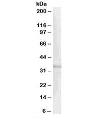 Western blot testing of human heart lysate with CREM antibody at 1ug/ml. Predicted molecular weight:
