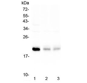 Western blot testing of human 1) HeLa, 2) A375 and 3) A549 cell lysate with BNIP3 antibody at 0.5ug/