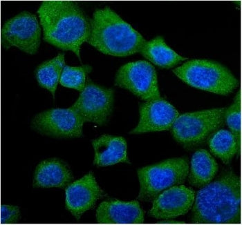 GRP94 Antibody