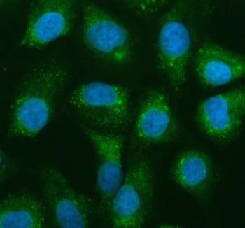 Immunofluorescent staining of NAA60 using anti-NAA60 antibody (green). NAA60 was detected in an immu