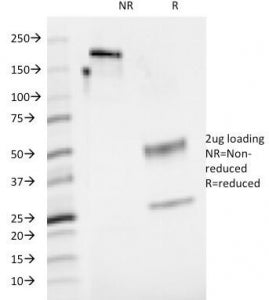 SDS-PAGE Analysis of Purified, BSA-Free CD48 Antibody (clone 5-4.8). Confirmation of Integrity and P