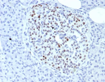 IHC staining of FFPE human pancreas tissue with Insulinoma associated protein 1 antibody (clone INSM