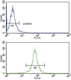 DCN Antibody / Decorin