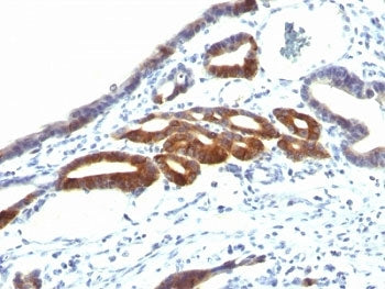 MUC6 Antibody / Gastric Mucin