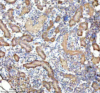 IHC staining of FFPE zebrafish kidney tissue with Zebrafish Gipc1 antibody. HIER: boil tissue sectio