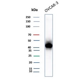 Western blot testing of human OVCAR-3 cell lysate with MSLN antibody. Predicted molecular weight ~70