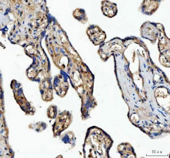 MFGE8 Antibody